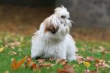 SHIH TZU 113